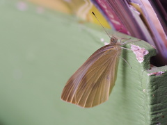 Pieris mannii