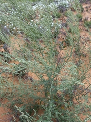 Chenopodium desiccatum leptophylloides