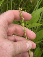 Carex conjuncta