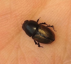 Colobopterus erraticus