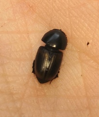 Colobopterus erraticus