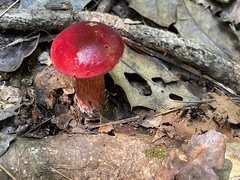 Exsudoporus
