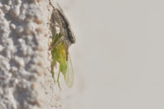 Menemerus taeniatus