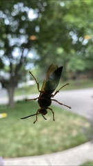Sphecius speciosus