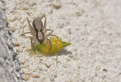 Menemerus taeniatus