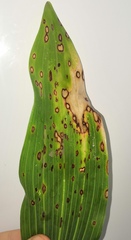 Phyllosticta convallariae