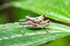 Scaria