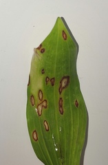 Phyllosticta convallariae