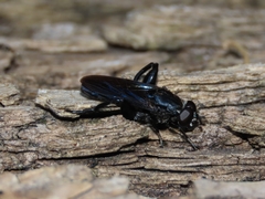 Chalcosyrphus chalybeus