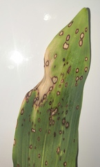 Phyllosticta convallariae