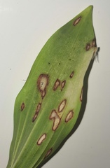 Phyllosticta convallariae