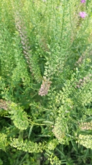 Lepidium austrinum