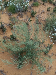 Chenopodium desiccatum leptophylloides