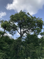 Parkia biglobosa