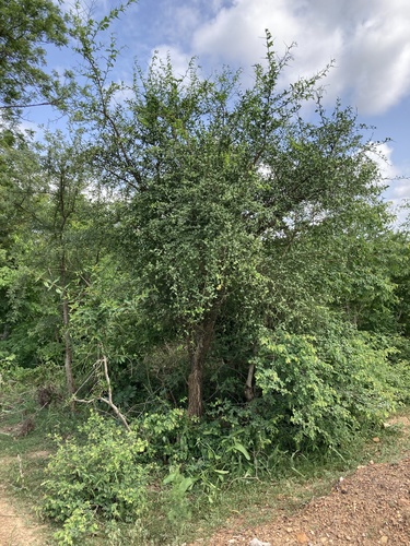 simple-thorned greenthorn
