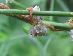 Cuscuta europaea