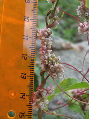 Cuscuta europaea