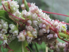 Cuscuta europaea
