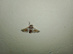 Leucinodes orbonalis