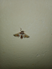 Leucinodes orbonalis