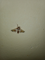 Leucinodes orbonalis