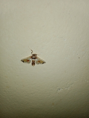 Leucinodes orbonalis