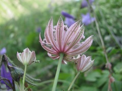Astrantia trifida