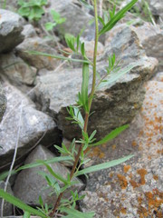 Achillea ptarmicifolia