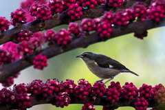 Coereba flaveola bananivora