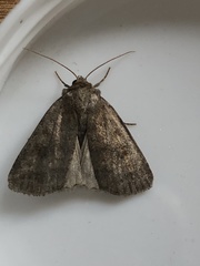 Caradrina morpheus