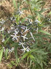 Amsonia