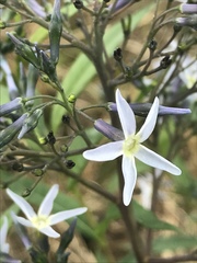 Amsonia