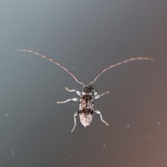 Leiopus femoratus