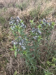 Amsonia