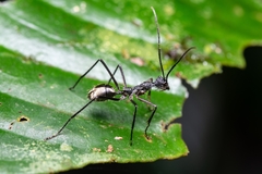 Dolichoderus rugosus