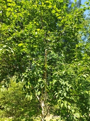 Betula costata