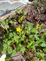 Oxalis niederleinii