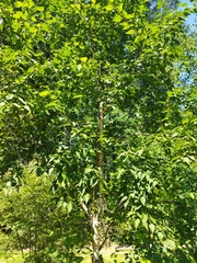 Betula costata