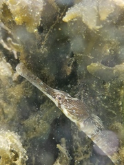 Syngnathus acus