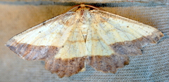 Euchlaena serrata