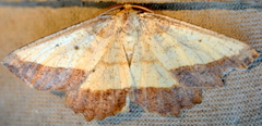 Euchlaena serrata