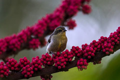 Coereba flaveola bananivora