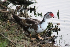 Cairina moschata domestica