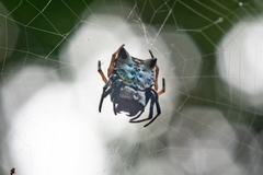 Aspidolasius branicki