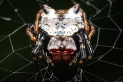 Aspidolasius branicki