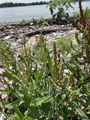 Rumex pallidus