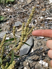 Rumex pallidus