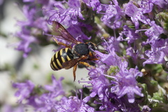 Icteranthidium grohmanni