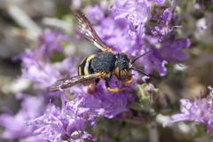 Icteranthidium grohmanni
