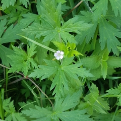Geranium sibiricum